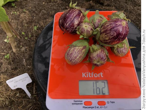 Урожай с первого куста