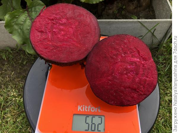 Поперечный разрез корнеплода