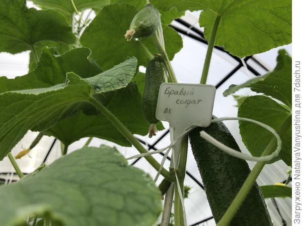 Огурец Бравый солдат