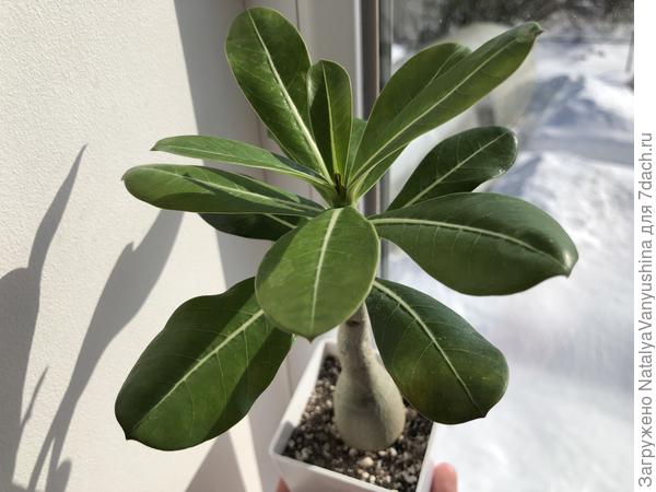 Солнечные ванны