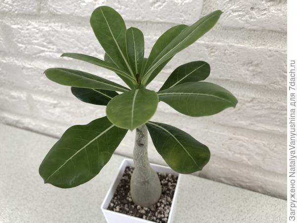 Адениум из семян