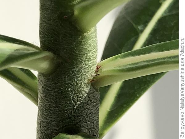 Спящие почки