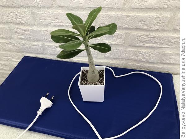 Коврик с подогревом для адениума