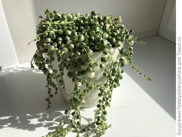 Крестовник Роули