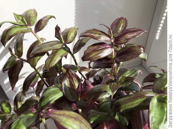 Как выращивать и ухаживать за Tradescantia Zebrina 'purpusii'