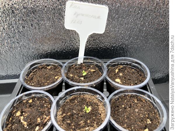 Семядольные листочки