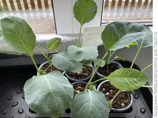 Рассада на подоконнике
