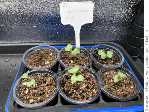 Пять всходов из шести