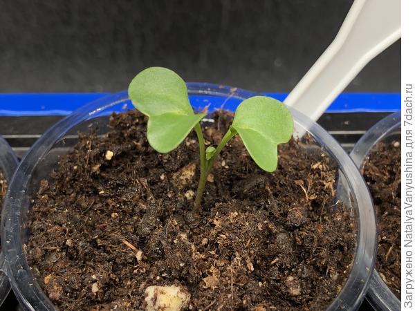 Первый настоящий листочек