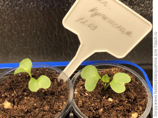 Уже два настоящих листочка