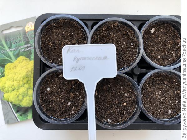 Посев капусты