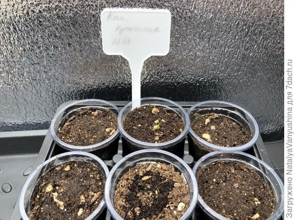 Первые петельки