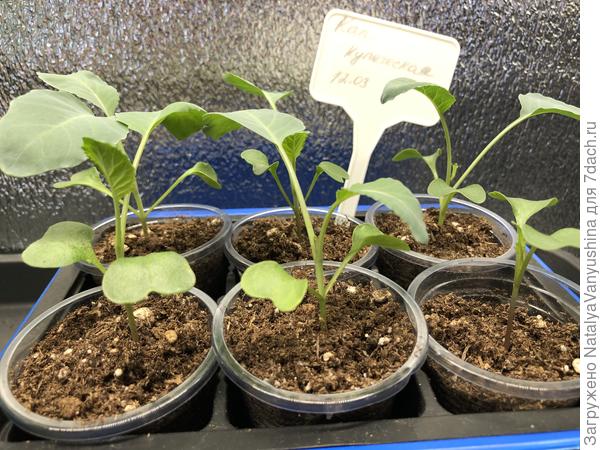 Рассада капусты 30 марта