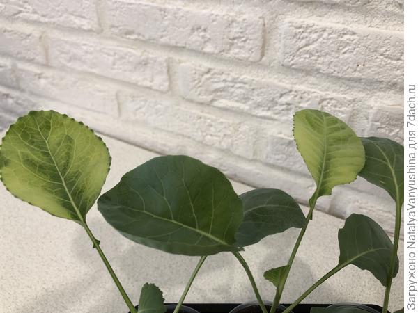 Светлые листья у рассады капусты