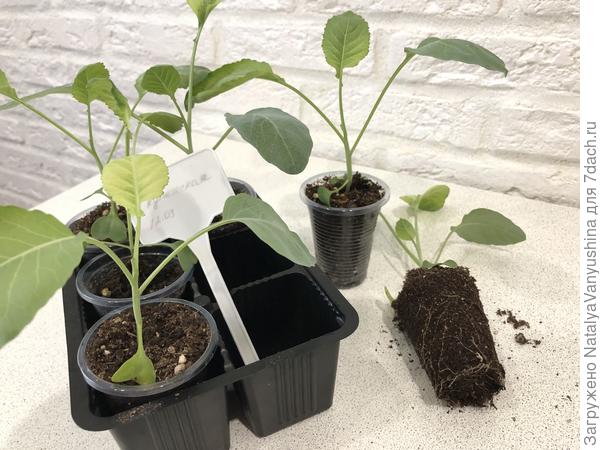 Состояние корневой системы