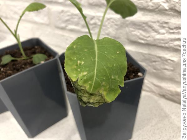 Пятна на листьях капусты