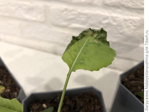 Рассада капусты