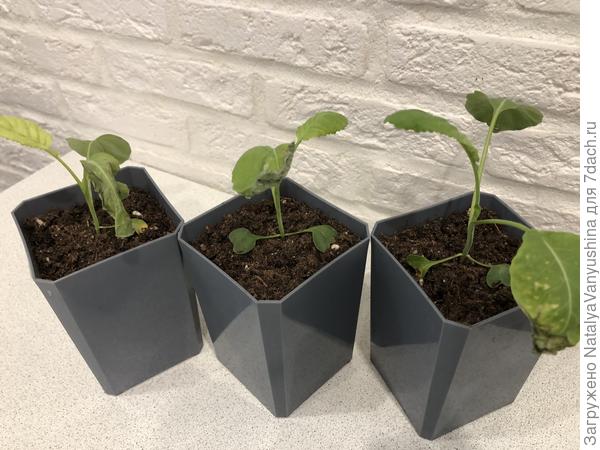 Рассаде стало хуже