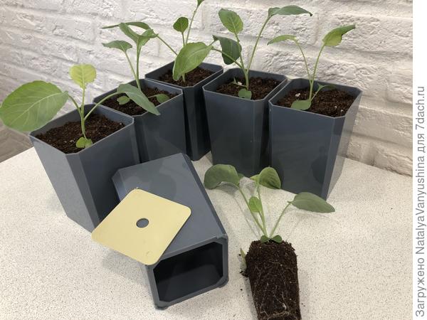 Перевалка рассады в горшки