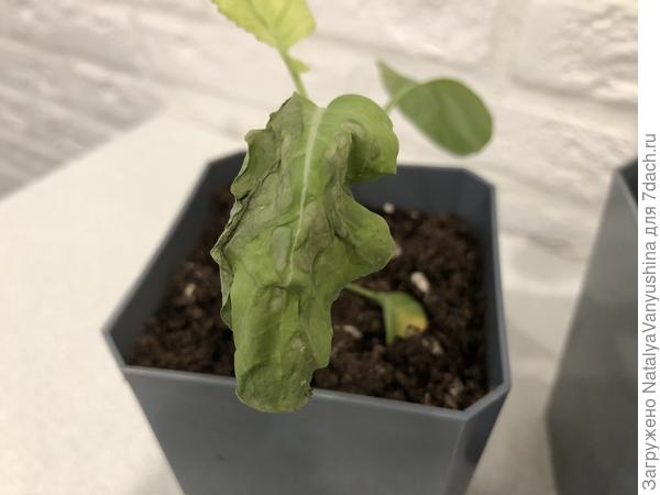 Рассада капусты