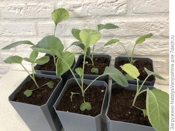 Рассада пересажена