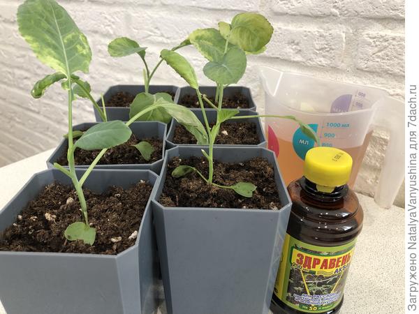 Первая подкормка