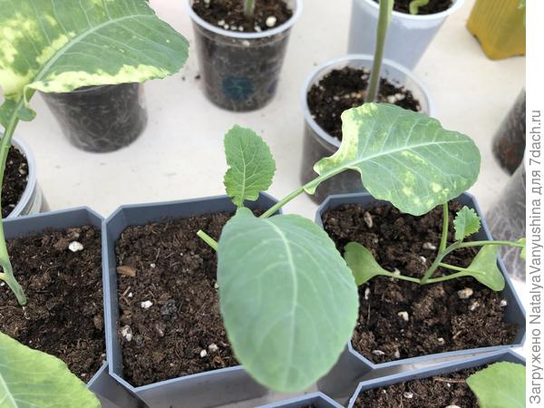 Рассада капусты