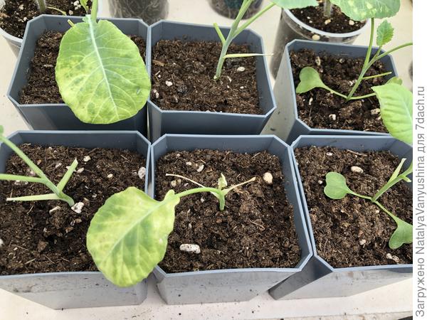 Рассада капусты