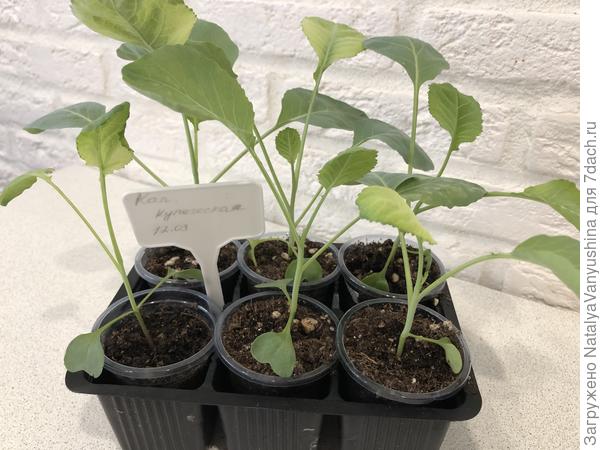 Изменение цвета листьев у рассады