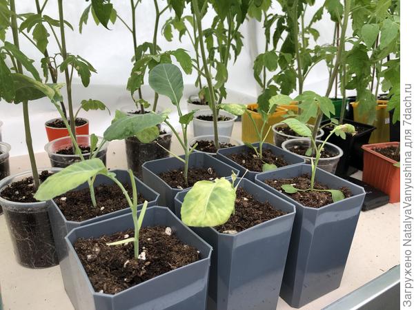 Рассада в теплице
