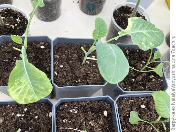 Рассада капусты