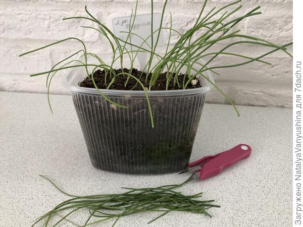 Стрижка рассады лука