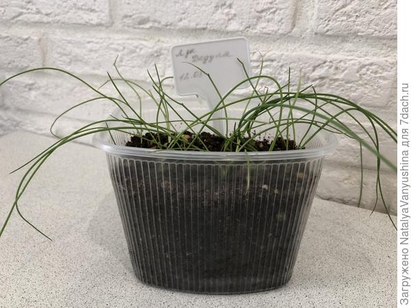 Рассада лука