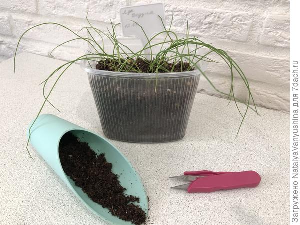 Стрижка лука