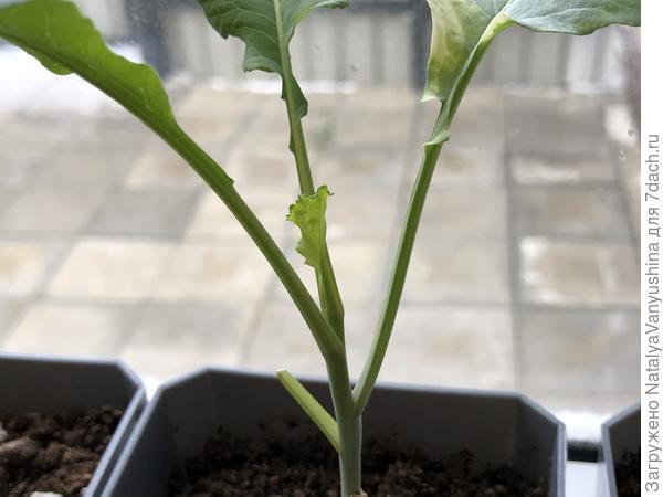 Новые листочки