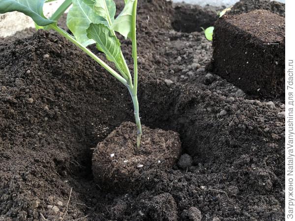 Высадка капусты