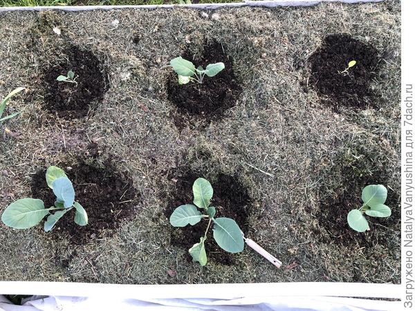 Через 2 дня после высадки