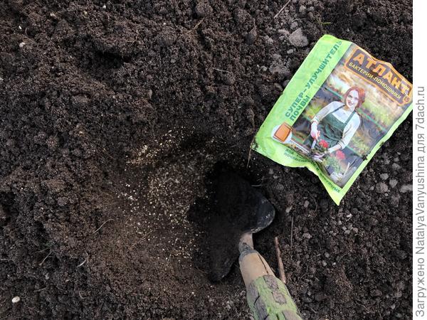 Подготовка к высадке рассады