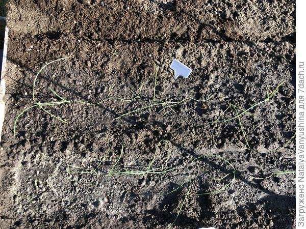 Рассада лука высажена в грядку