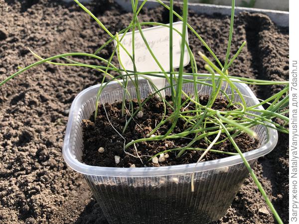 Рассада лука