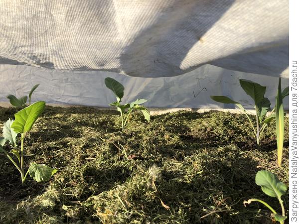 Притенение капусты