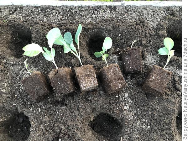 Корневая система