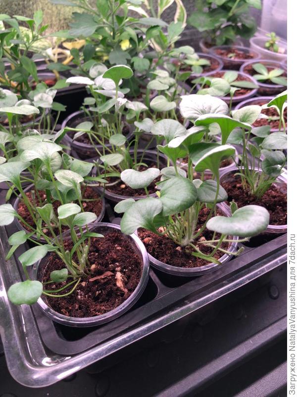 рассада в середине января