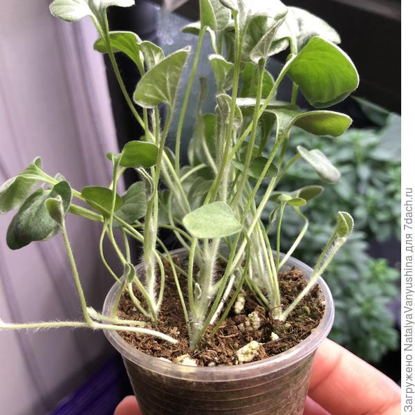 начало февраля