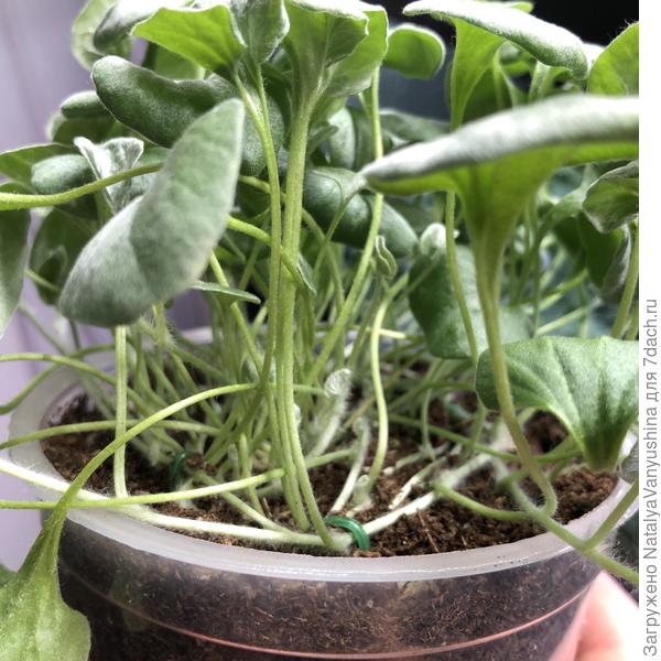 пришпиливание побегов