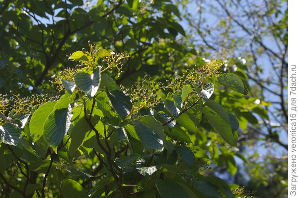 крупнее листва