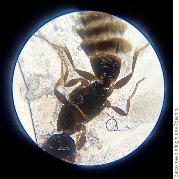 Дополнение 1