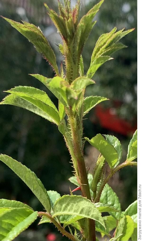 Молодой побег