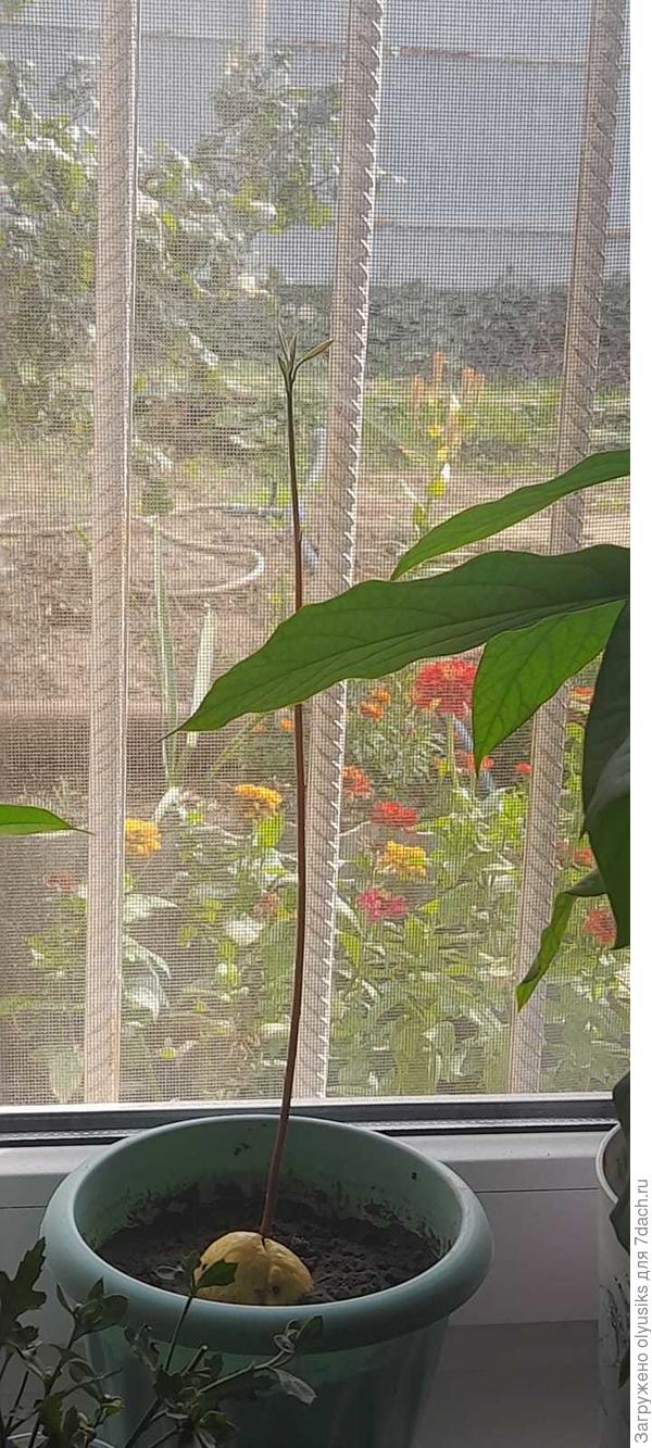 Это который растет хлыстом.