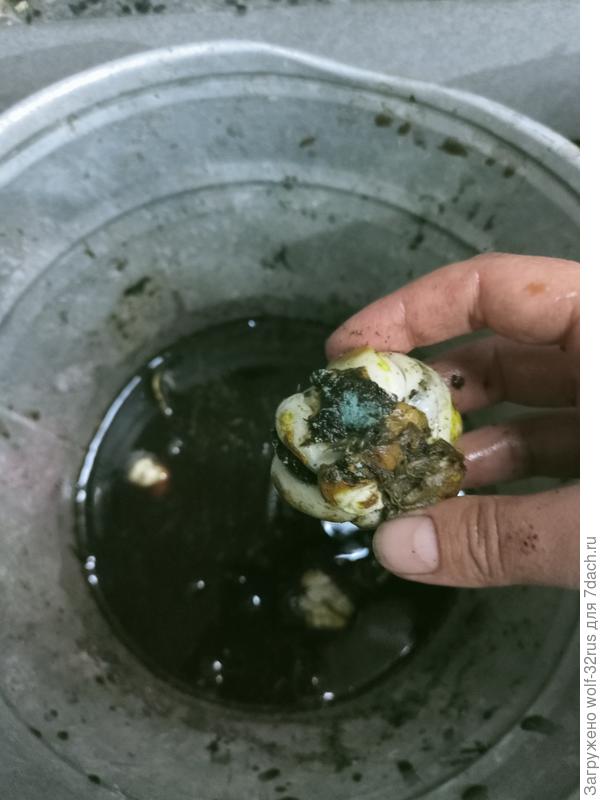 гнилое (((((((((((((((((((